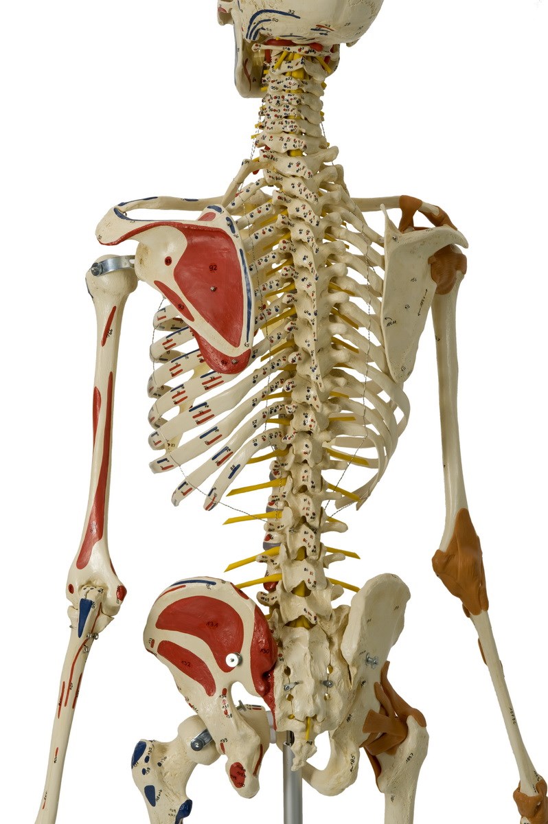 Скелет человека спина. Позвоночник скелет th2. Поясница скелет анатомия. Скелет со спины. Скелет человека со спины.