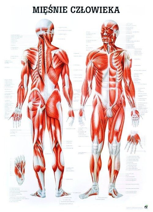 Tablica Medyczna - Mięśnie Człowieka (100x70 cm)