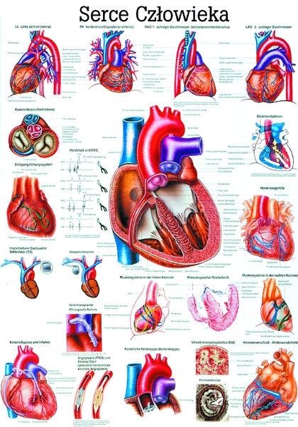 Tablica Dydaktyczna - Serce Człowieka (100x70 cm)