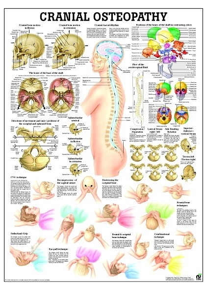 Tablica medyczna: Cranial Osteopathy (70x50 cm) 