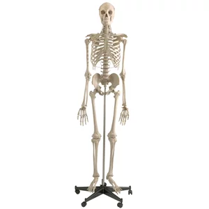 Szkielet standardowy (model A200)